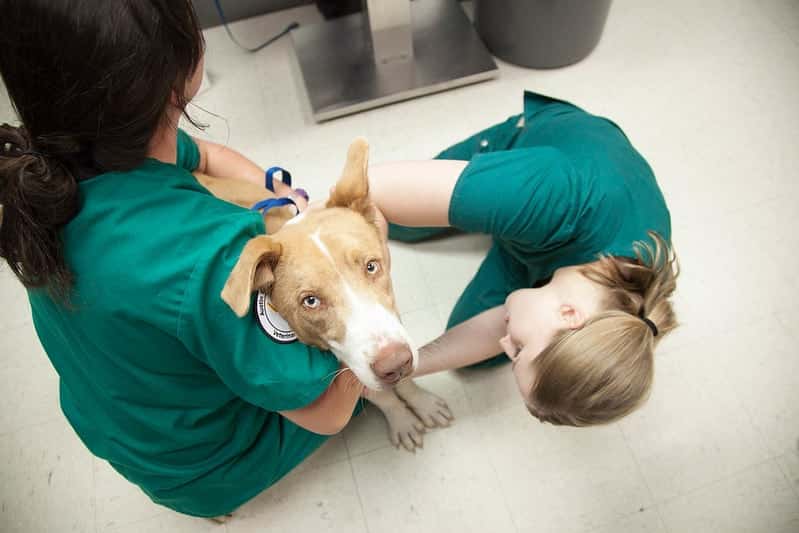 Veterinary Tech checking dog