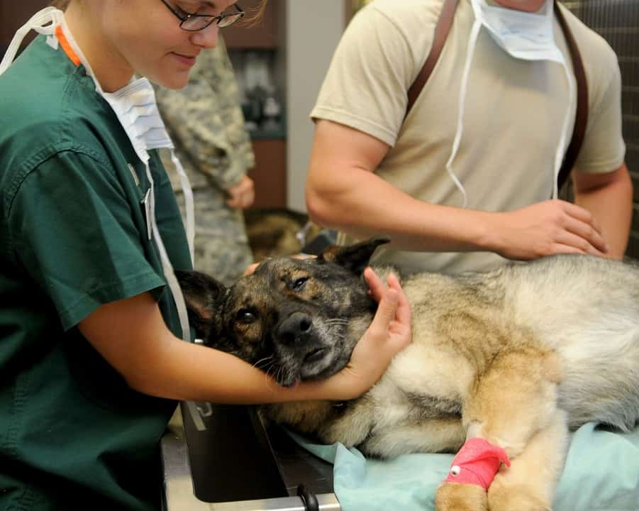 Veterinary Tech holding a dog head